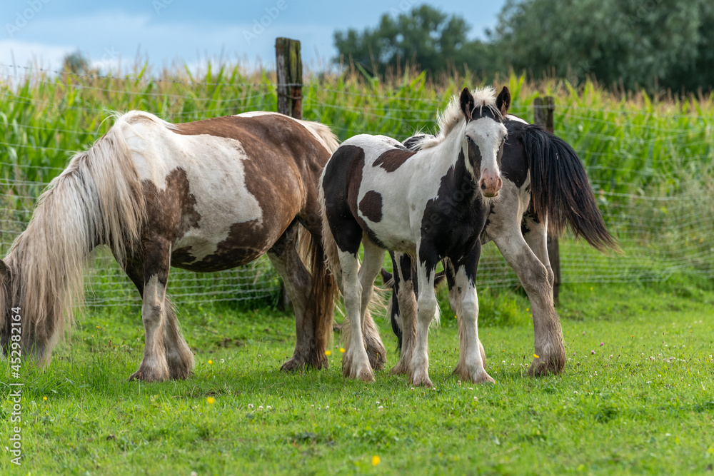 Irish cob horses in a pasture in spring. Irish cob horses in a pasture in spring.