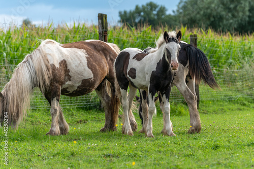 Irish cob horses in a pasture in spring.