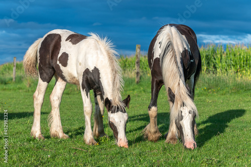 Irish cob horses in a pasture in spring.