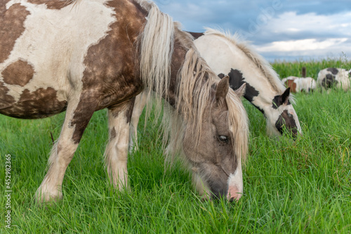 Bilde på lerret Irish cob horses in a pasture in spring.