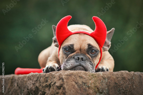 Fototapeta Naklejka Na Ścianę i Meble -  Cute French Bulldog dog wearing Halloween costume with red devil horns and tail