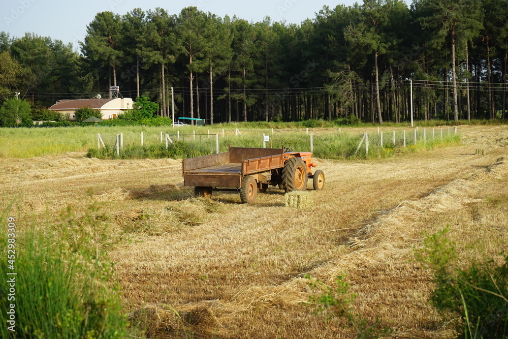Obraz premium Agricultural field which made harvesting of cereals, wheat stalk. Hay in the field is transported by tractor trailer