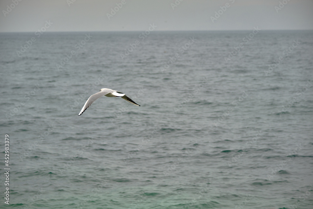 Single seagull flying above the sea of mudanya bursa during overcast and rainy day. Single seagull flying above the sea of mudanya bursa during overcast and rainy day.
