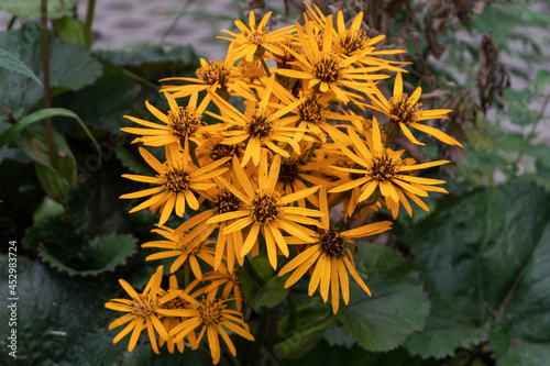 bee on flower