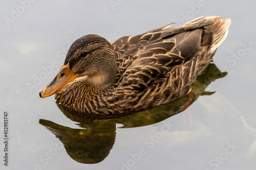 duck on the water