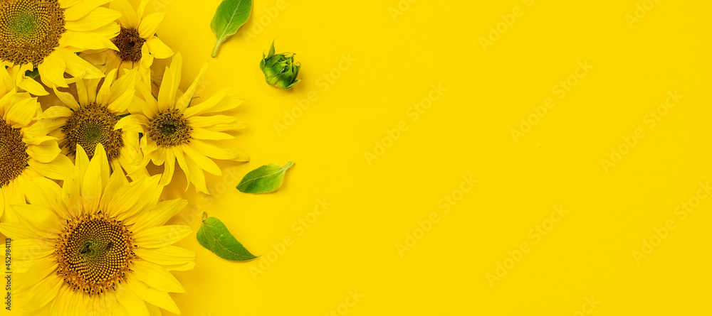 Long wide banner with beautiful sunflowers on bright yellow background with copy space for your design. Greeting or invitation card mock up.