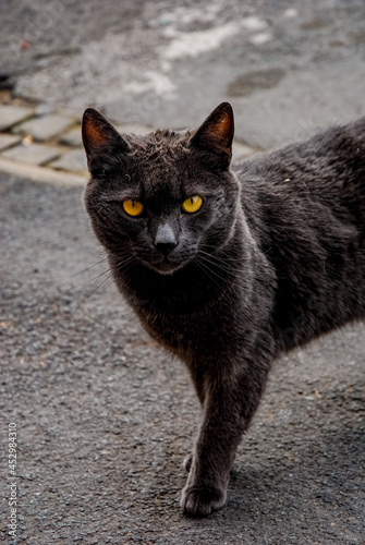 Obraz na plátně Black cat, bad luck 6