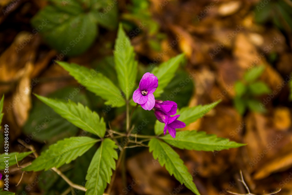 blossoming flowers of five-leaflet bitter-cress in the forest blossoming flowers of five-leaflet bitter-cress in the forest