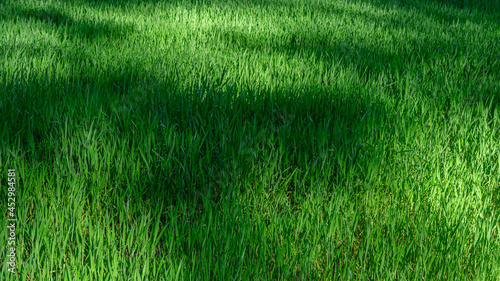 Green grass lawn into sun light with dark shadow into rural summer field. Nature sbstract background