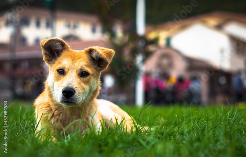 Stray dog, dog in the streets of Peru. a dog lying in the grass of the historic square of Cusco. horizontal photo, dog without owner, looking at the camera.