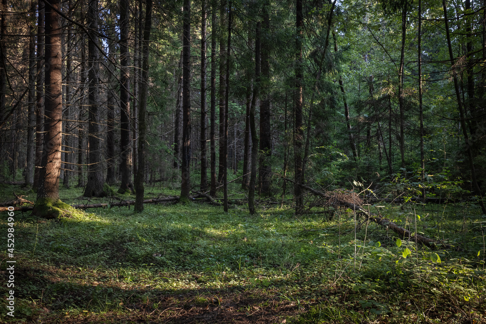 A walk in the forest, illuminated by sunlight at sunset in summer. A walk in the forest, illuminated by sunlight at sunset in summer.