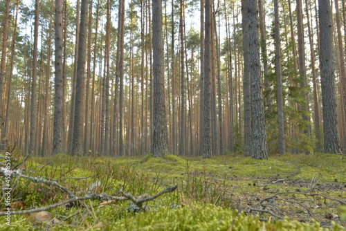 pine forest and moss