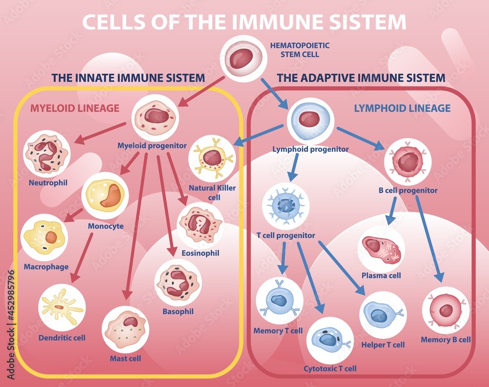 Scheme of appearance of cells of immune system. Infographics with difference between innate and acquired immunity. Algorithm of cell division. Cartoon flat vector illustration on pink background - obrazy, fototapety, plakaty 