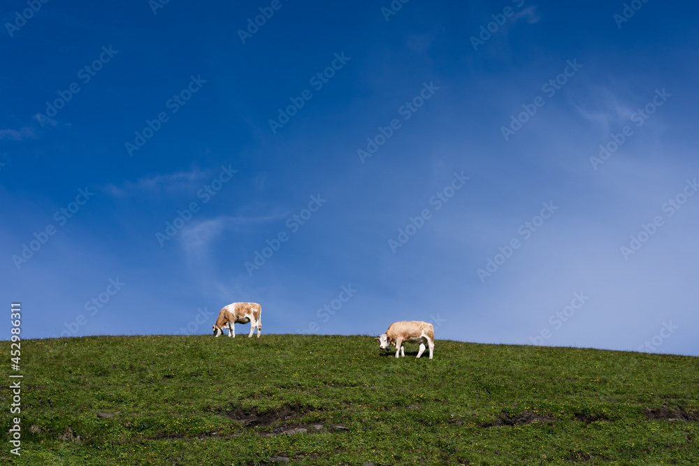 Fototapeta premium deux vaches marrons sur une colline sous un ciel bleu