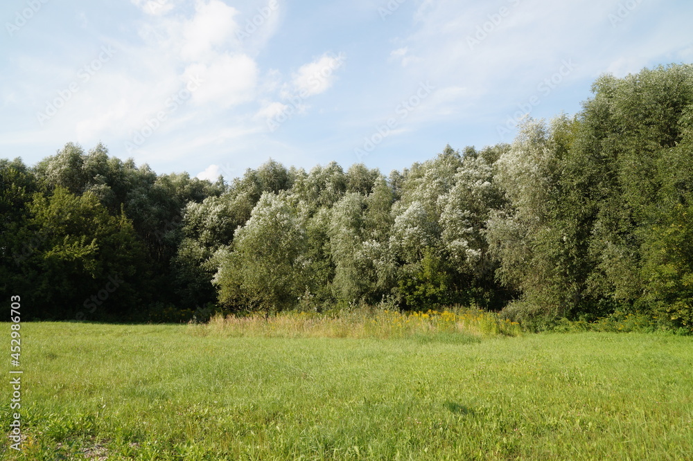trees in the meadow trees in the meadow