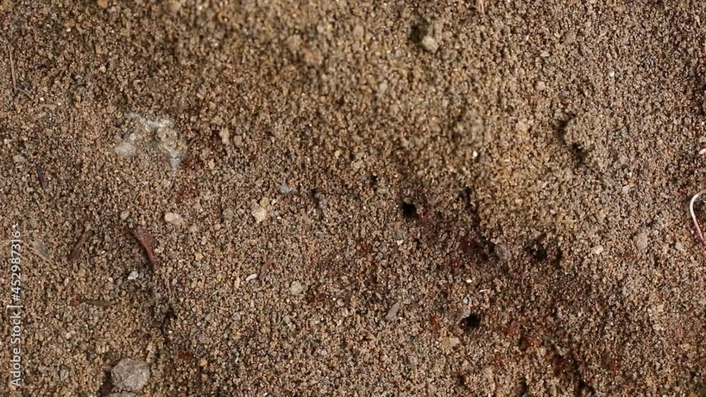 Macro Close up of a group of tiny ants in an ant hill
Macro Close up of a group of tiny ants in an ant hill