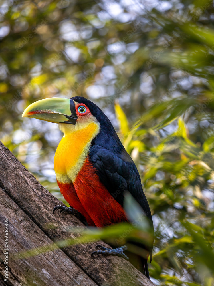 Obraz premium O tucano-de-bico-verde (Ramphastos dicolorus) é uma espécie de tucano nativa do Brasil, Bolívia, Argentina e Paraguai. Tucano de Bico Verde