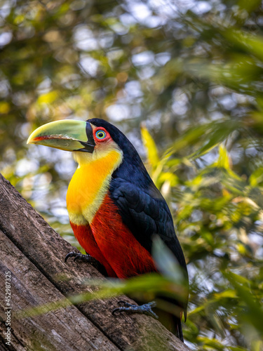 O tucano-de-bico-verde (Ramphastos dicolorus) é uma espécie de tucano nativa do Brasil, Bolívia, Argentina e Paraguai. Tucano de Bico Verde