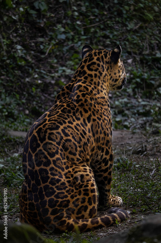 A onça-pintada sentada de costas olhando para longe