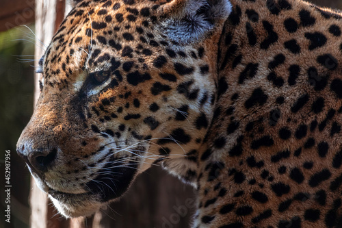 A onça-pintada ou jaguar (Panthera onca), rosto, focinho e olhos. Zoom no rosto © Leonardo Maffei