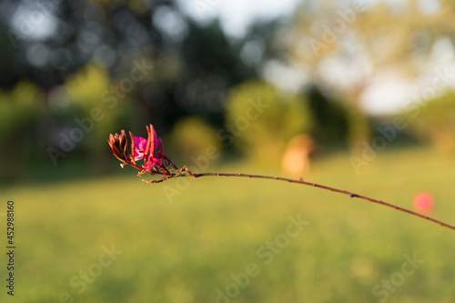 sunset flower