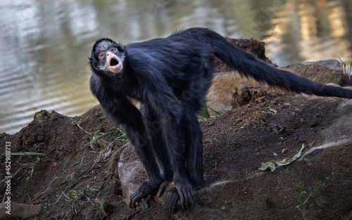 Foto Macaco-aranha-de-cara-branca