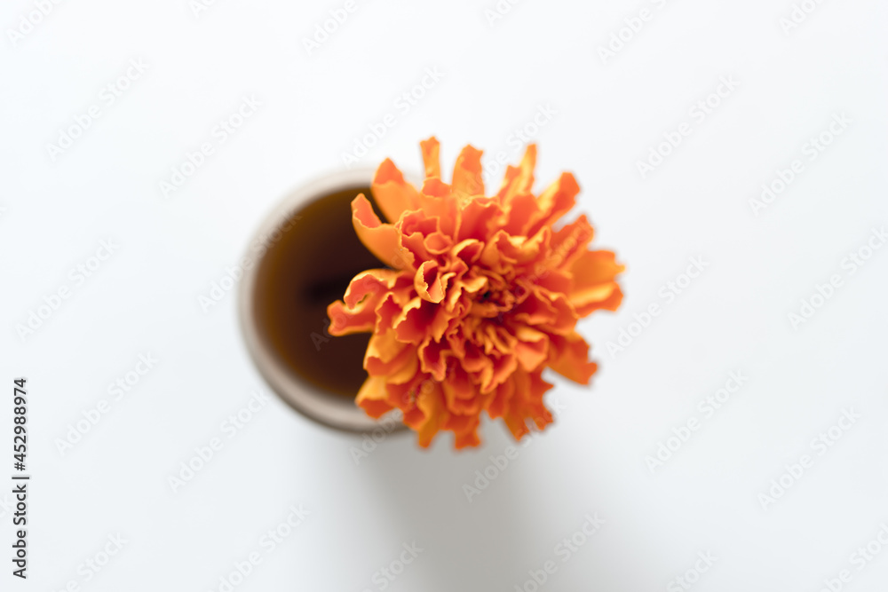 orange marigold flower on white background orange marigold flower on white background