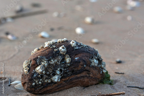 Φωτογραφία Bay barnacle (Amphibalanus improvisus) on a piece of wood on a sandy Baltis sea