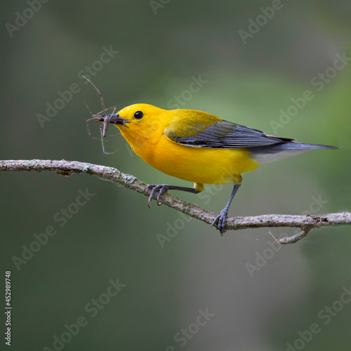 Fotografie Prothonotary warbler