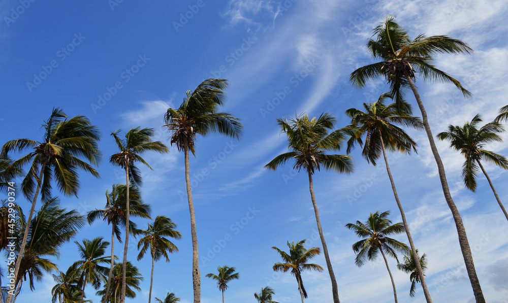 palms beach , caribbean sea , paradise beach , Venezuela