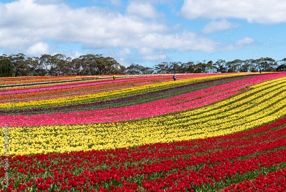 Colourful full bloom tulips flowers at Table Cape Tulip Farm, Wynyard, Tasmania, Australia