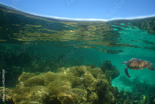 underwater reef coral , caribbean sea , Venezuela © gustavo