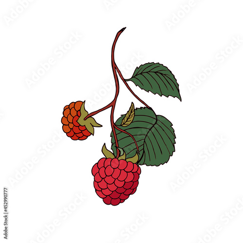 Vector illustration of a ripe raspberry branch isolated on a white background. Berry in the style of doodles.