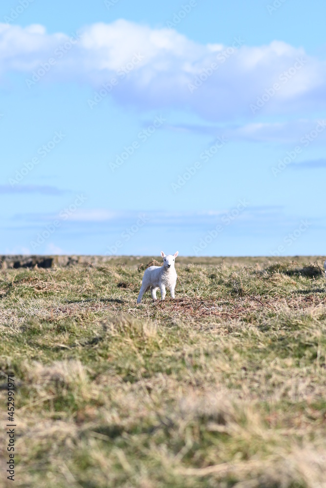 Obraz premium lamb in spring