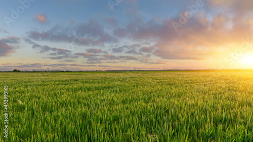 Green field of winter wheat, blue sky and sunset © yelantsevv