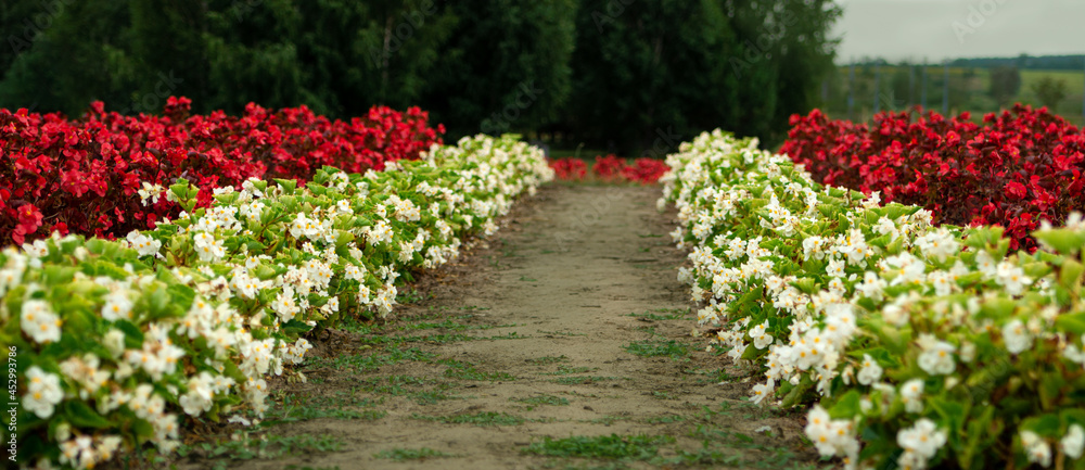 Background of bright red and white summer flowers on a flower bed