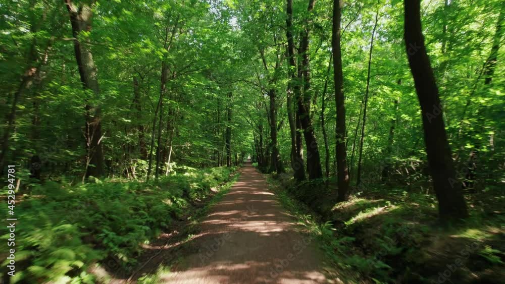 flying a drone over a forest path, with trees on the sides that the sun's rays shine through flying a drone over a forest path, with trees on the sides that the sun's rays shine through