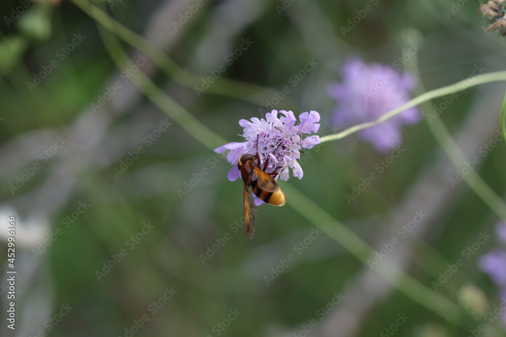 Hoverfly on purple flower Hoverfly on purple flower