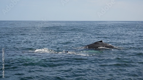 Humpback Whale and Her Calf Surfacing From the Ocean
