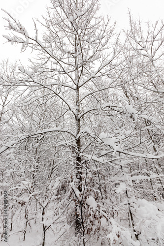 winter forest with trees without foliage