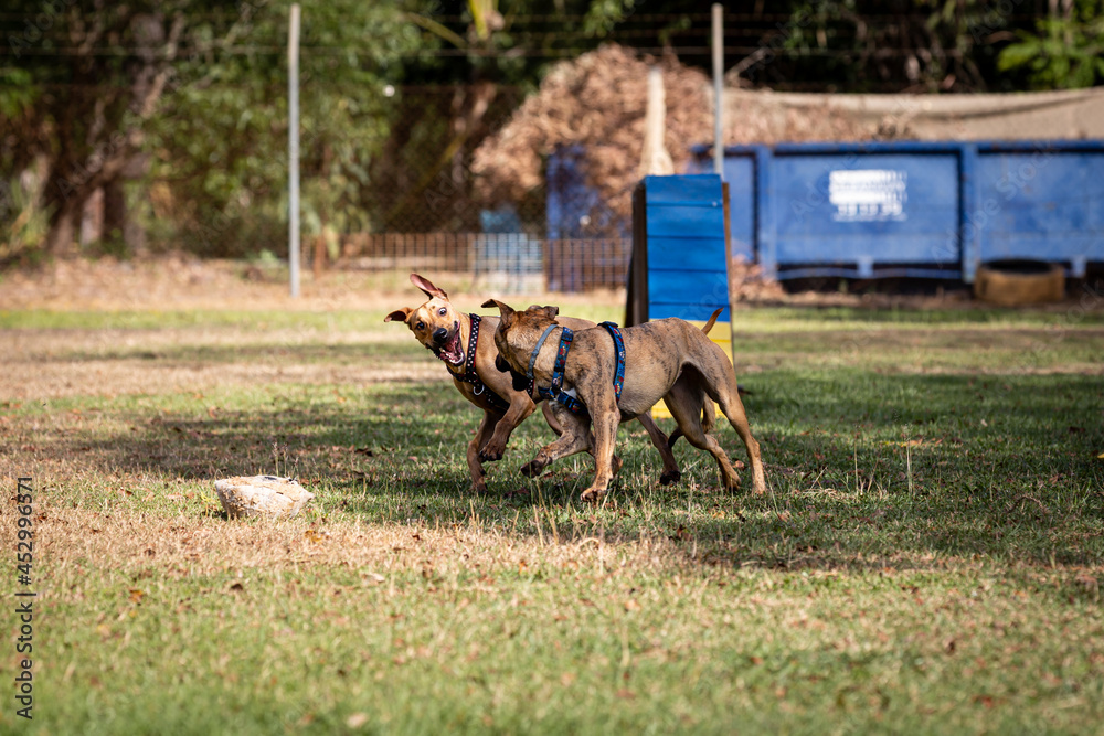 Two cute brown dogs playing in the backyard Two cute brown dogs playing in the backyard