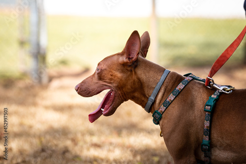 Profile of a brown little dog