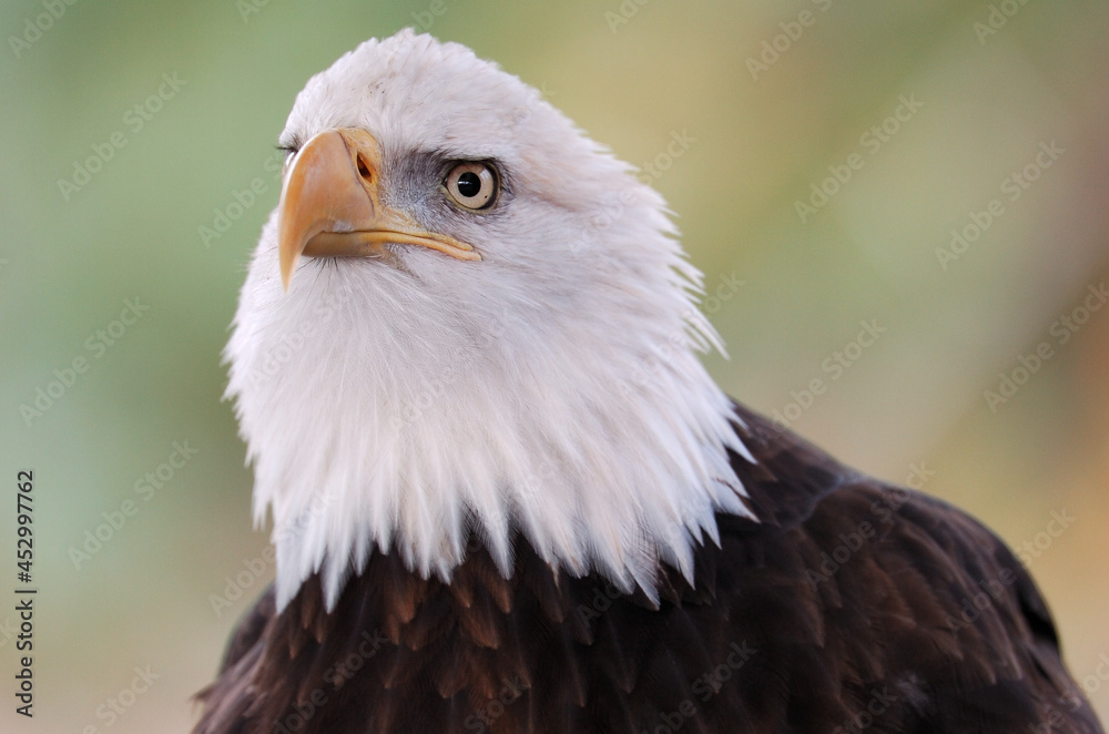 Bald Eagle Close Up Bald Eagle Close Up