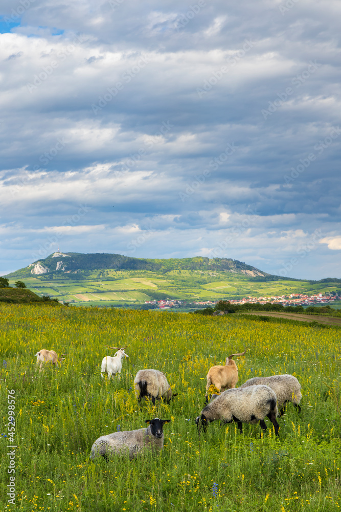 sheep in spring landscape near Dolni Dunajovice, Palava region, South Moravia, Czech Republic