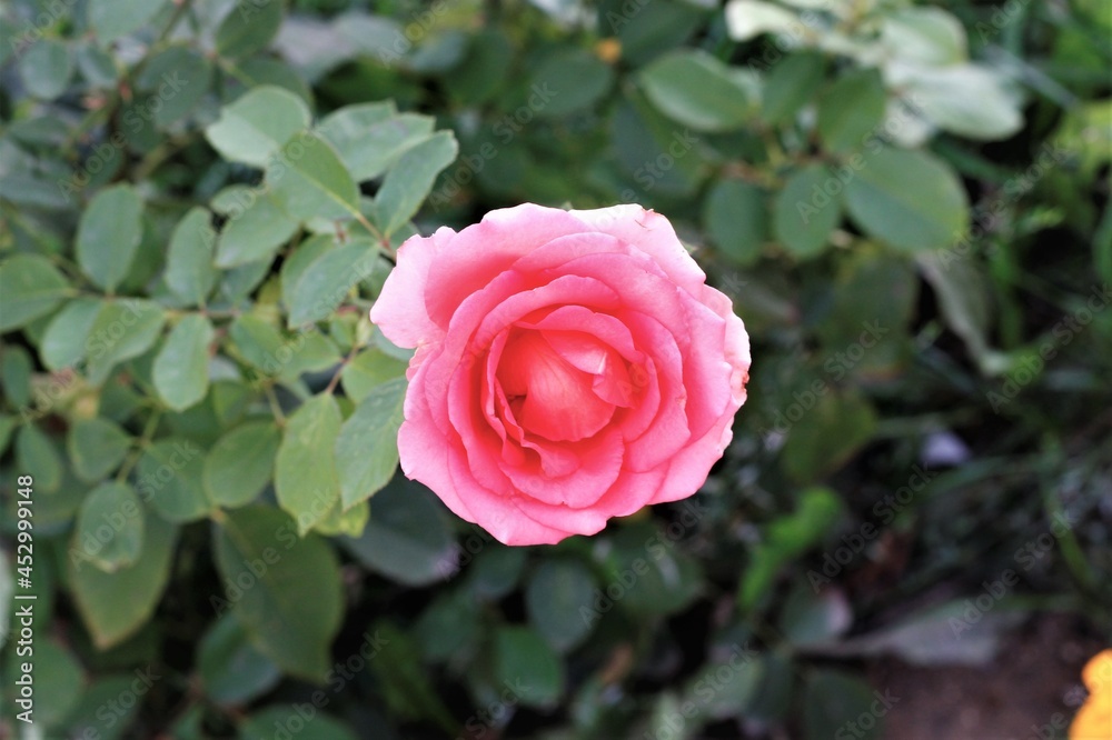 Isolated pink rose in garden beautiful blossom flowers roses nature Isolated pink rose in garden beautiful blossom flowers roses nature