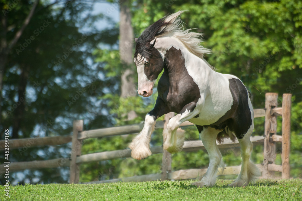 Energetic Gypsy Vanner Horse stallion running in paddock.
Energetic Gypsy Vanner Horse stallion running in paddock.