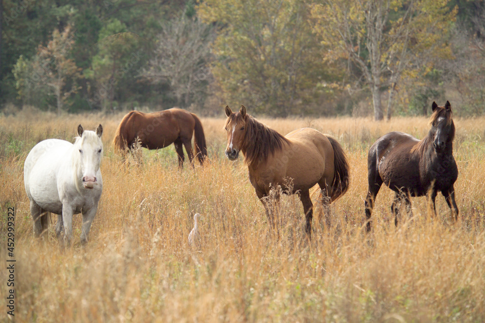 Herd of Spanish Mustang Mares in wild pasture
Herd of Spanish Mustang Mares in wild pasture