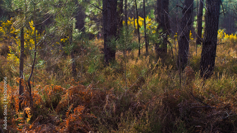 Paysage forestier dans les Landes, baigné d'une douce lumière, tandis que le soleil décline, en fin d'après-midi Paysage forestier dans les Landes, baigné d'une douce lumière, tandis que le soleil décline, en fin d'après-midi