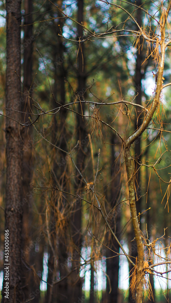 Paysage forestier dans les Landes, baigné d'une douce lumière, tandis que le soleil décline, en fin d'après-midi Paysage forestier dans les Landes, baigné d'une douce lumière, tandis que le soleil décline, en fin d'après-midi