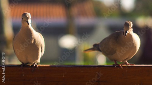 Deux tourterelles, patientent sur une rembarde.  Elles semblent se chercher, vouloir se dire des choses, mais n'osent pas s'approcher...  La scène est très mignonne et touchante ! photo